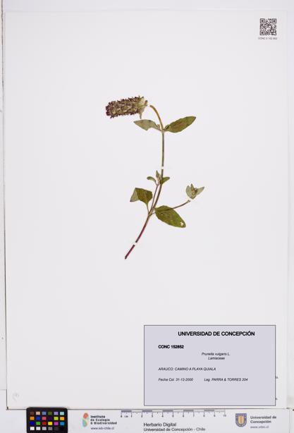 Prunella vulgaris [Espécimen: ]