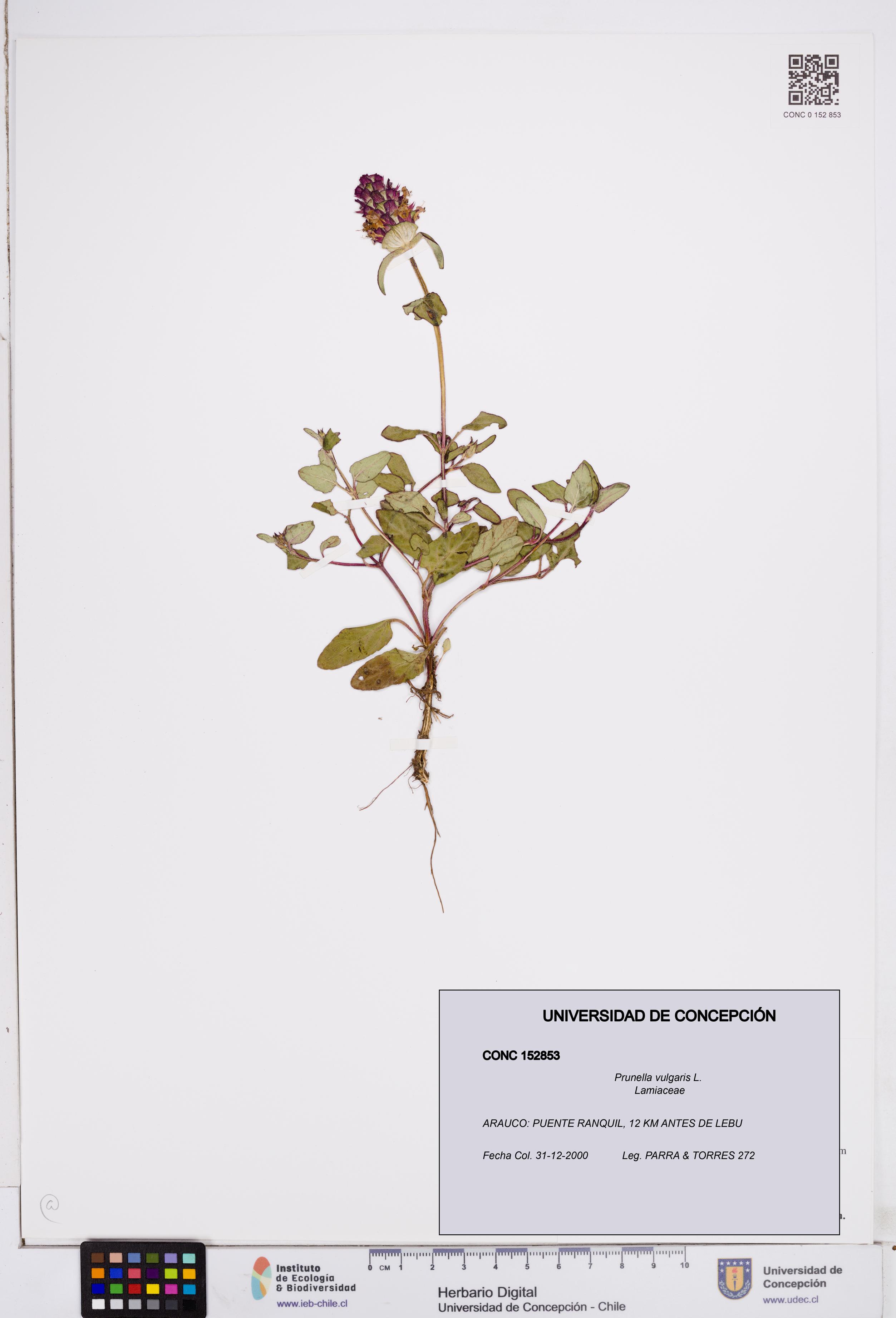 Prunella vulgaris [Espécimen: ]