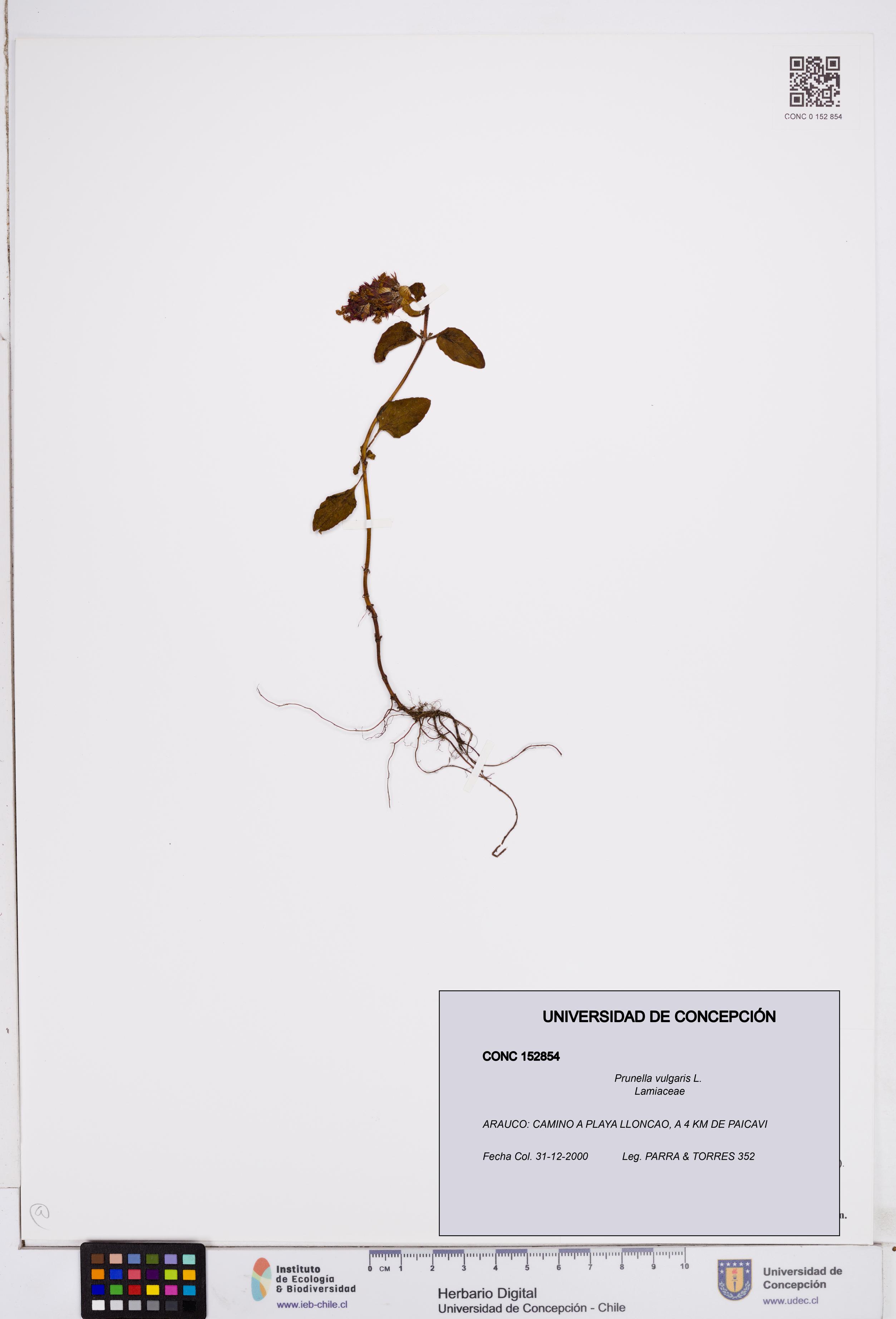 Prunella vulgaris [Espécimen: ]