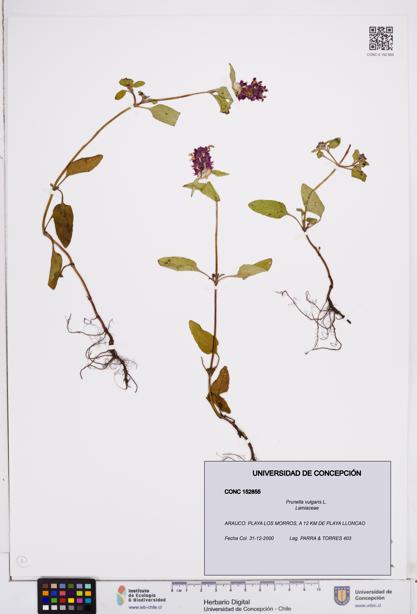 Prunella vulgaris [Espécimen: ]