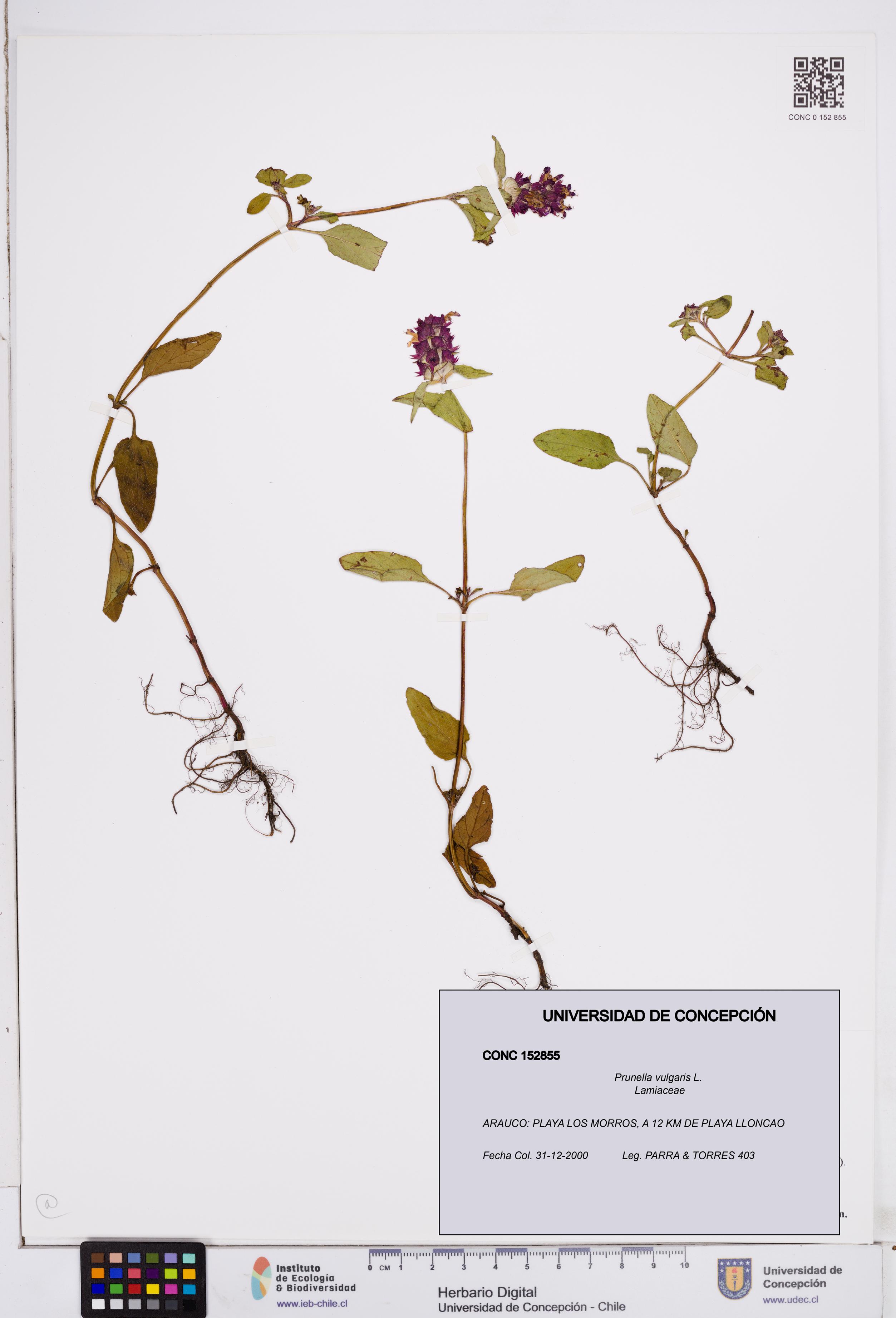 Prunella vulgaris [Espécimen: ]