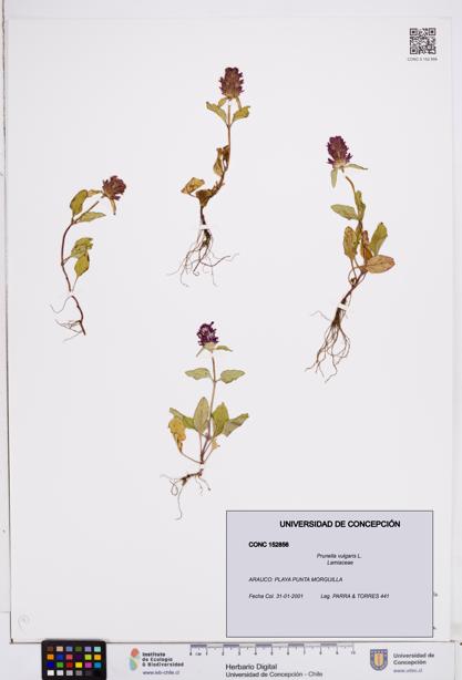 Prunella vulgaris [Espécimen: ]