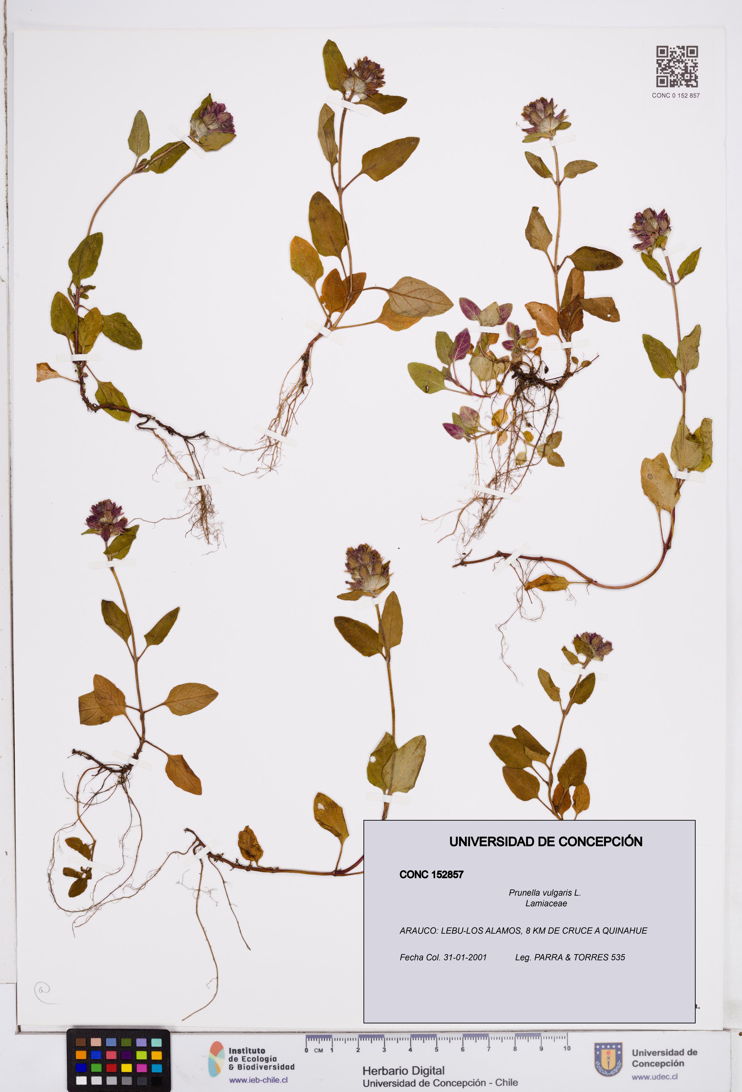 Prunella vulgaris [Espécimen: ]