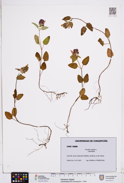 Prunella vulgaris [Espécimen: ]