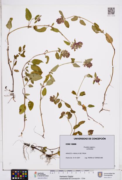 Prunella vulgaris [Espécimen: ]