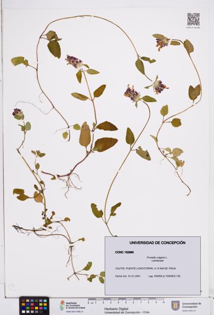Prunella vulgaris [Espécimen: ]