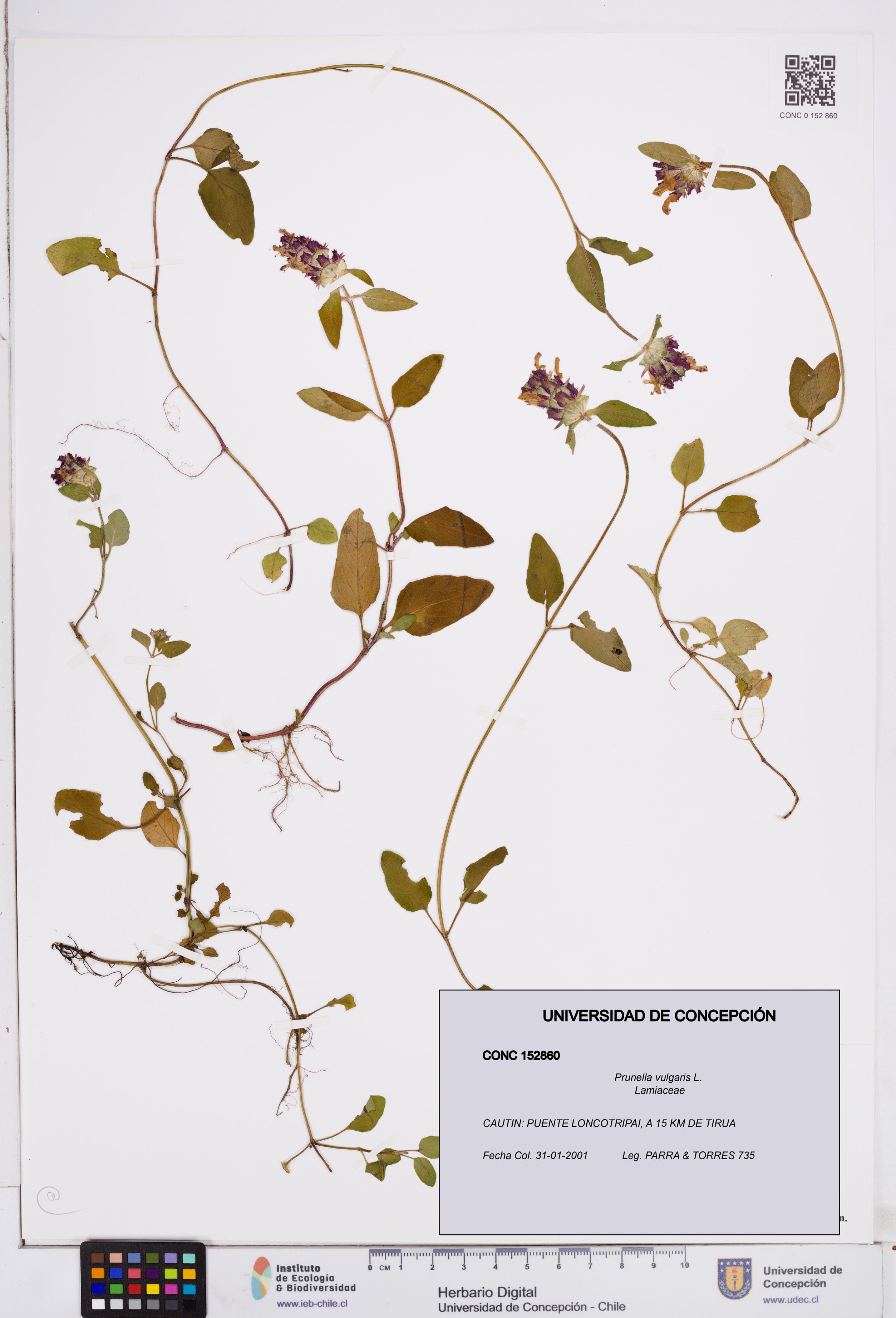Prunella vulgaris [Espécimen: ]