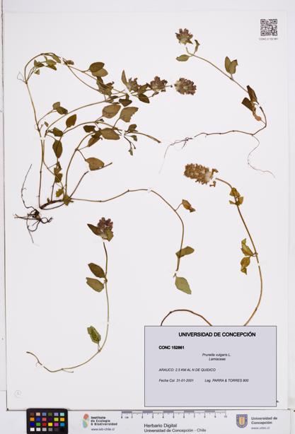 Prunella vulgaris [Espécimen: ]