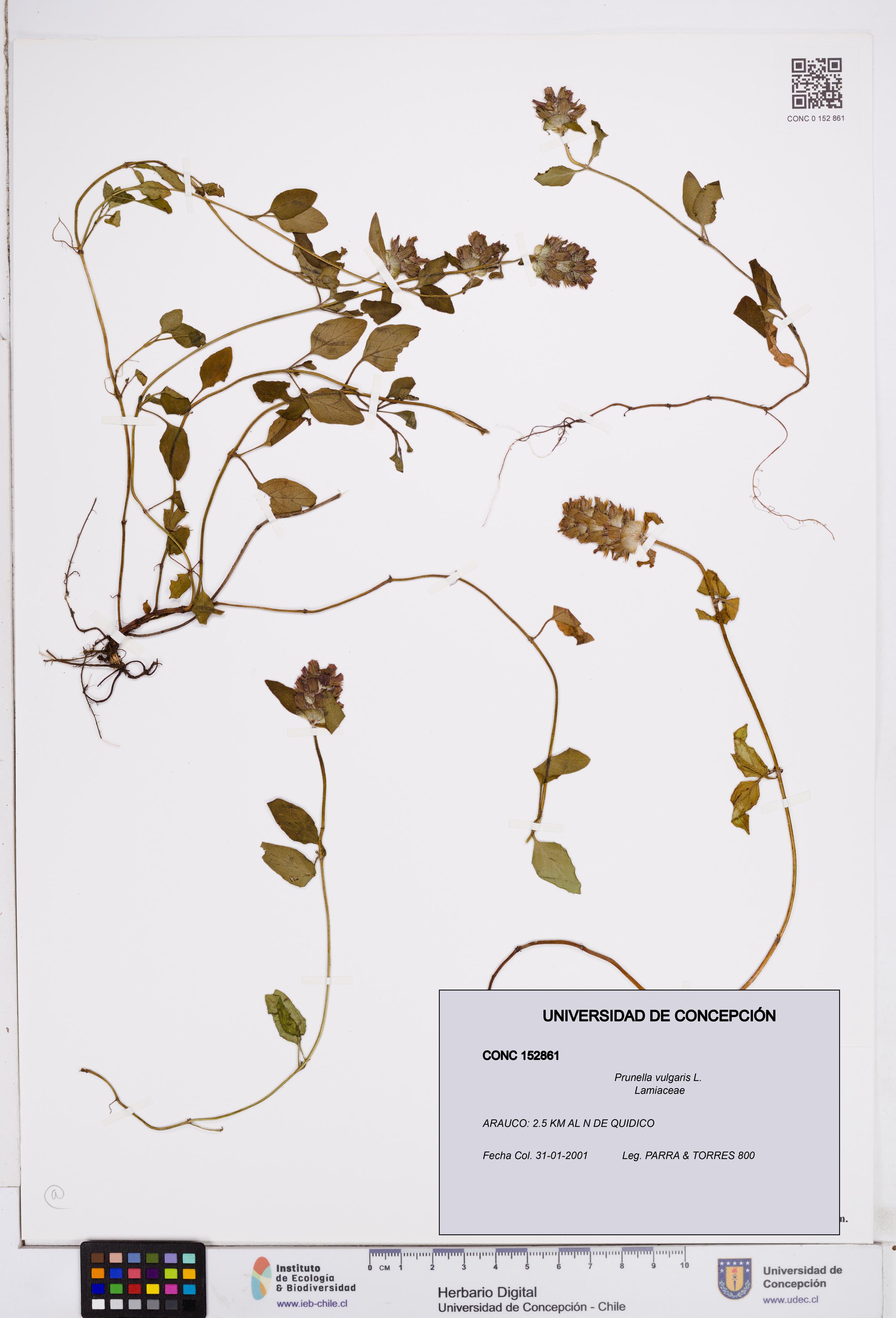 Prunella vulgaris [Espécimen: ]