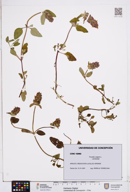 Prunella vulgaris [Espécimen: ]