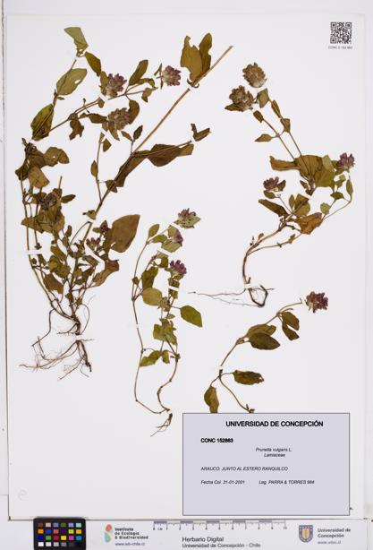 Prunella vulgaris [Espécimen: ]
