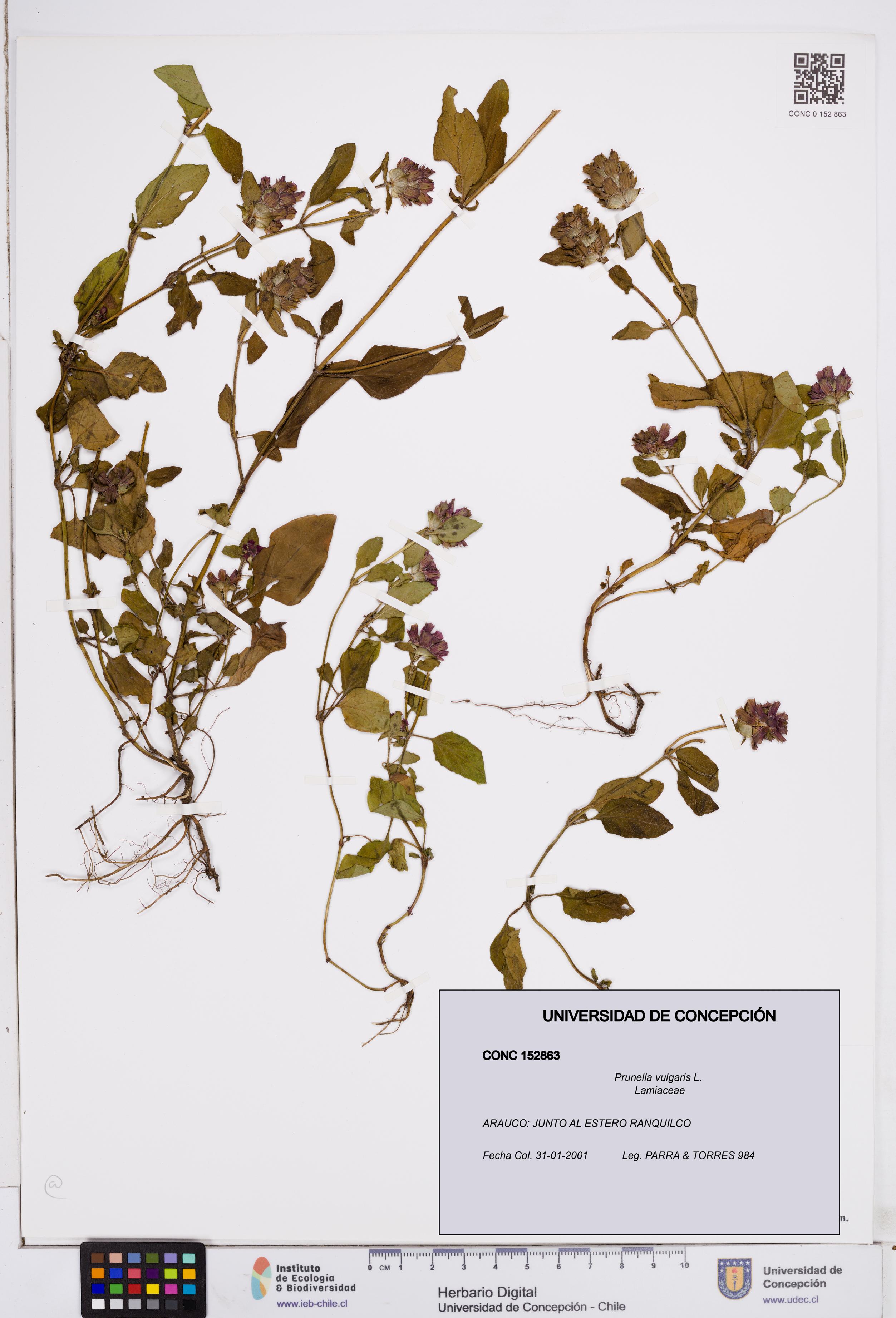 Prunella vulgaris [Espécimen: ]
