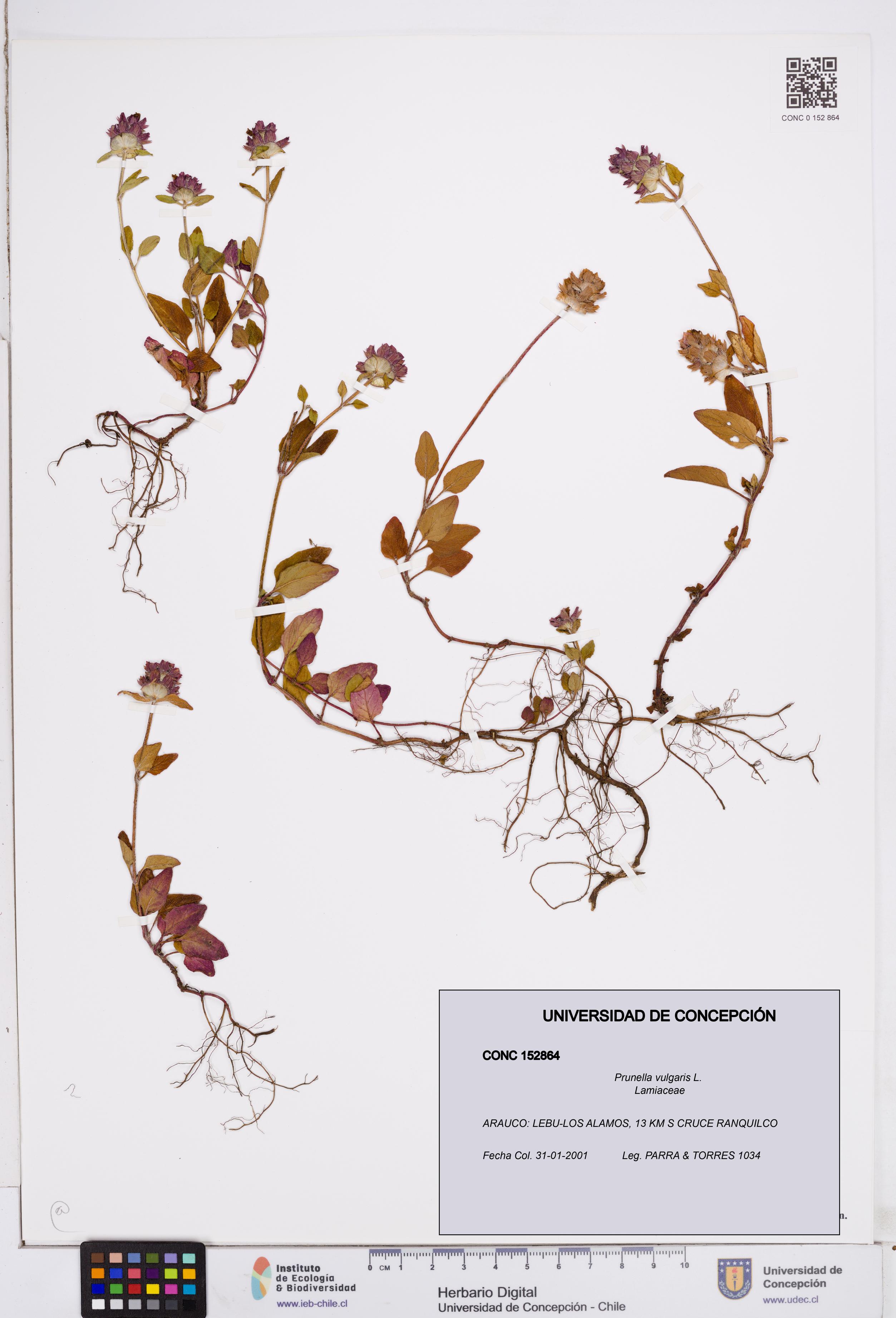 Prunella vulgaris [Espécimen: ]