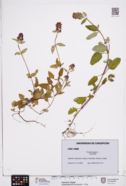 Prunella vulgaris [Espécimen: ]