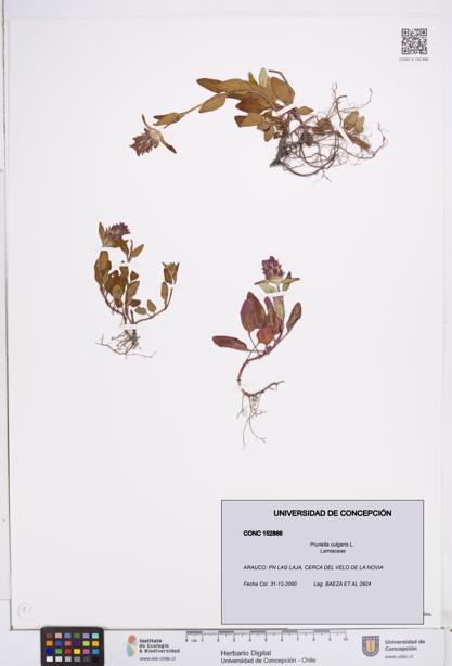 Prunella vulgaris [Espécimen: ]
