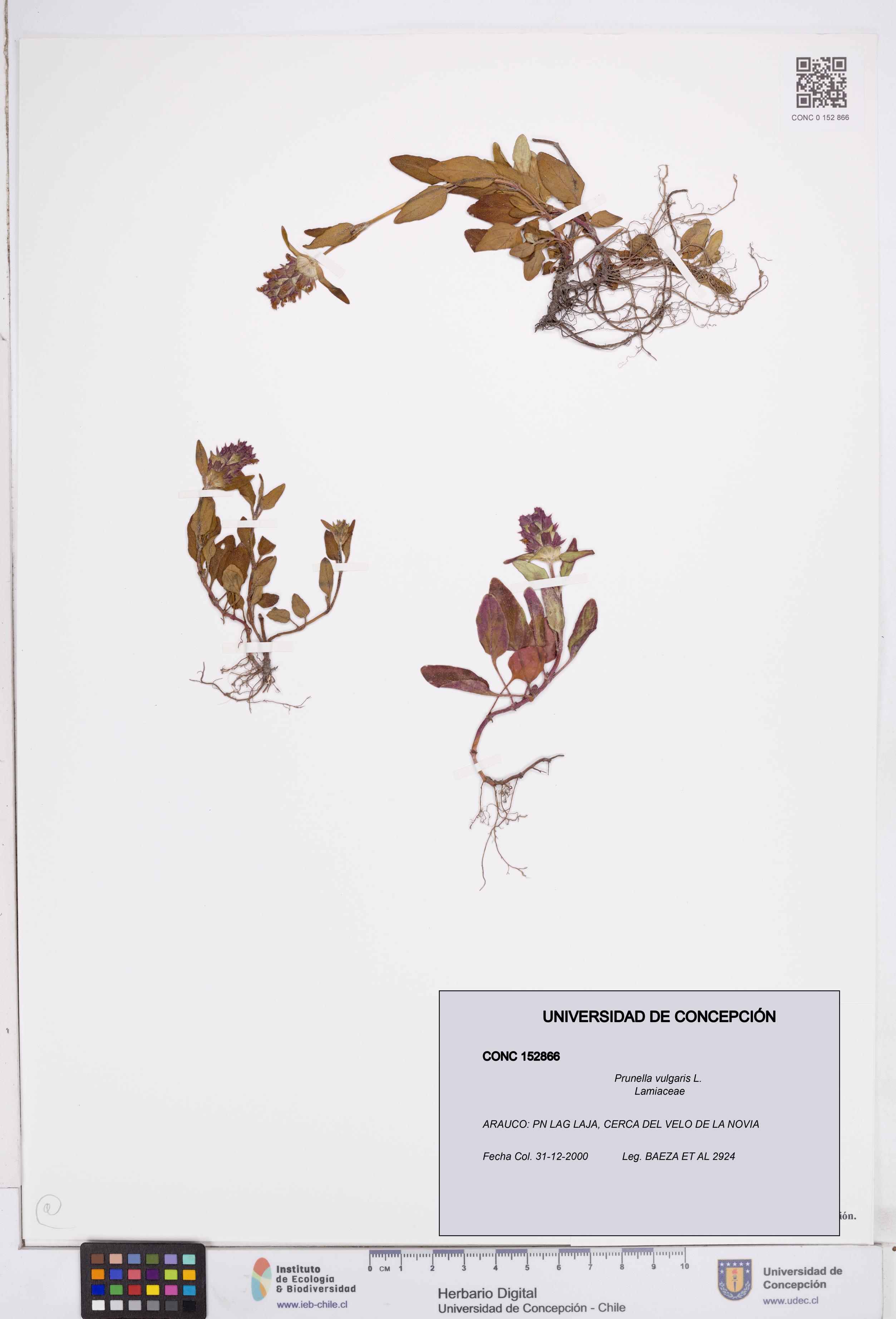 Prunella vulgaris [Espécimen: ]