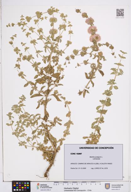 Mentha pulegium [Espécimen: ]