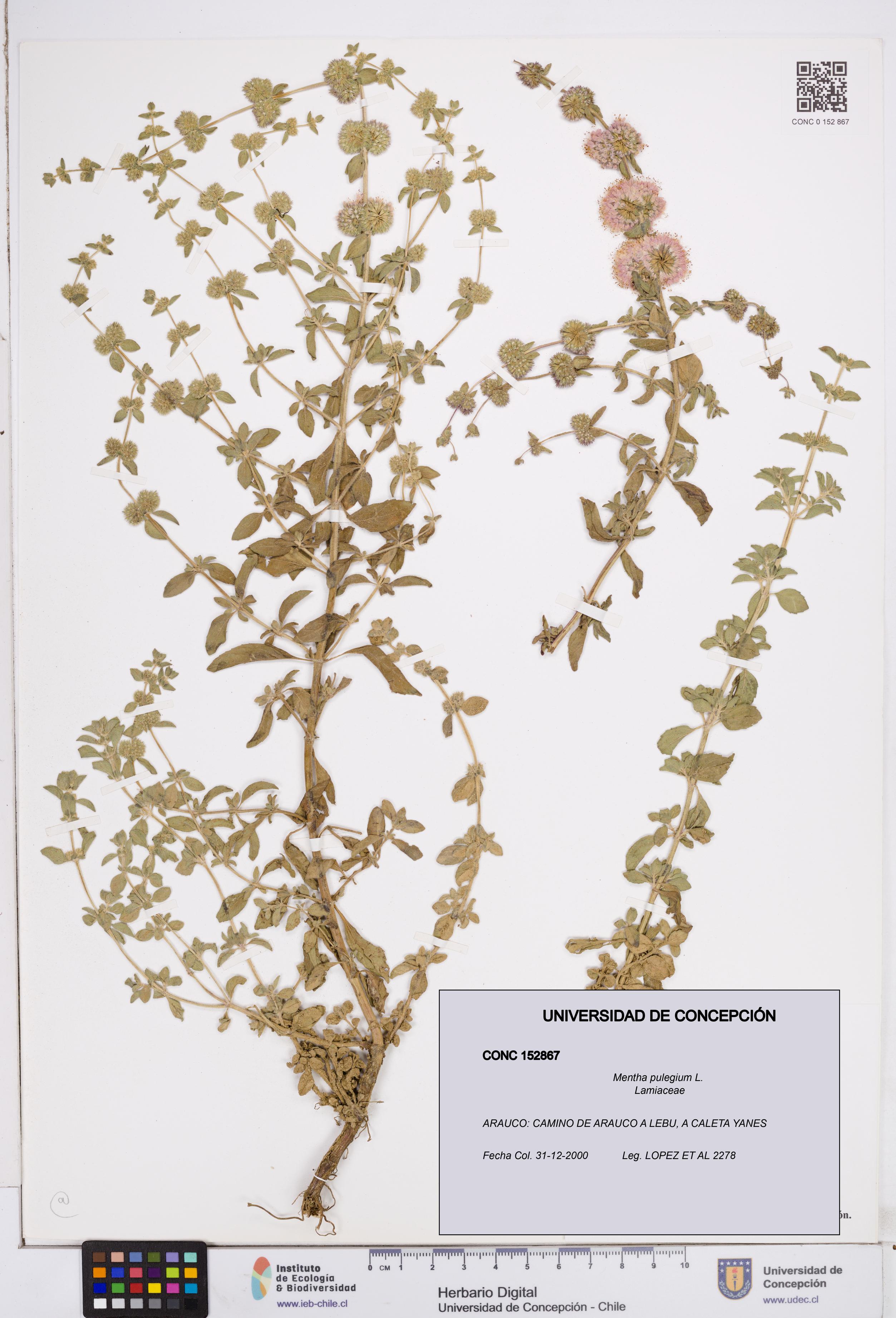 Mentha pulegium [Espécimen: ]