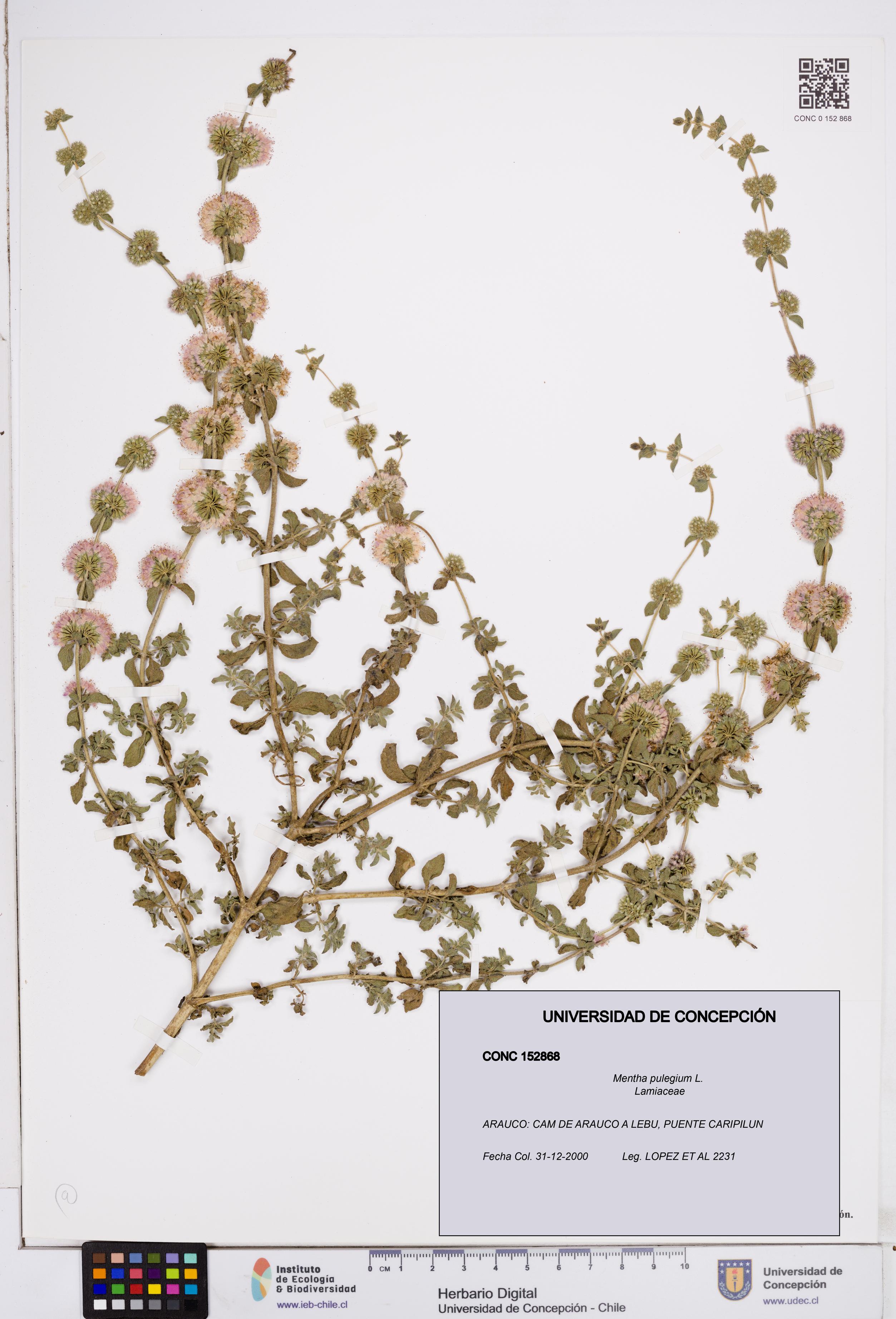 Mentha pulegium [Espécimen: ]
