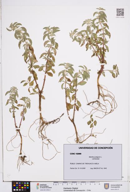 Mentha pulegium [Espécimen: ]