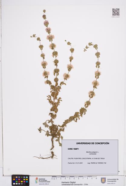 Mentha pulegium [Espécimen: ]