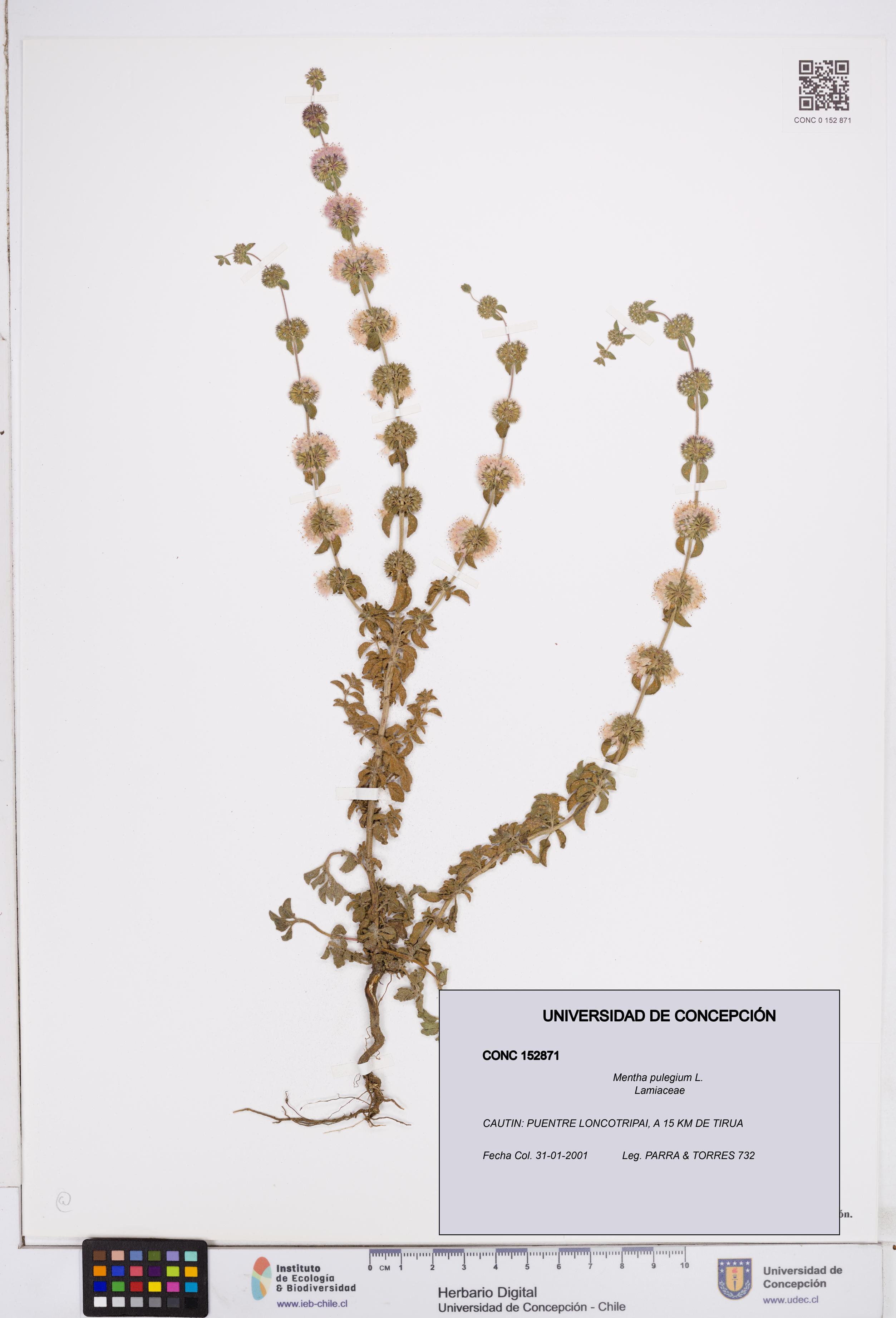 Mentha pulegium [Espécimen: ]