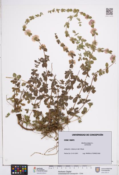 Mentha pulegium [Espécimen: ]