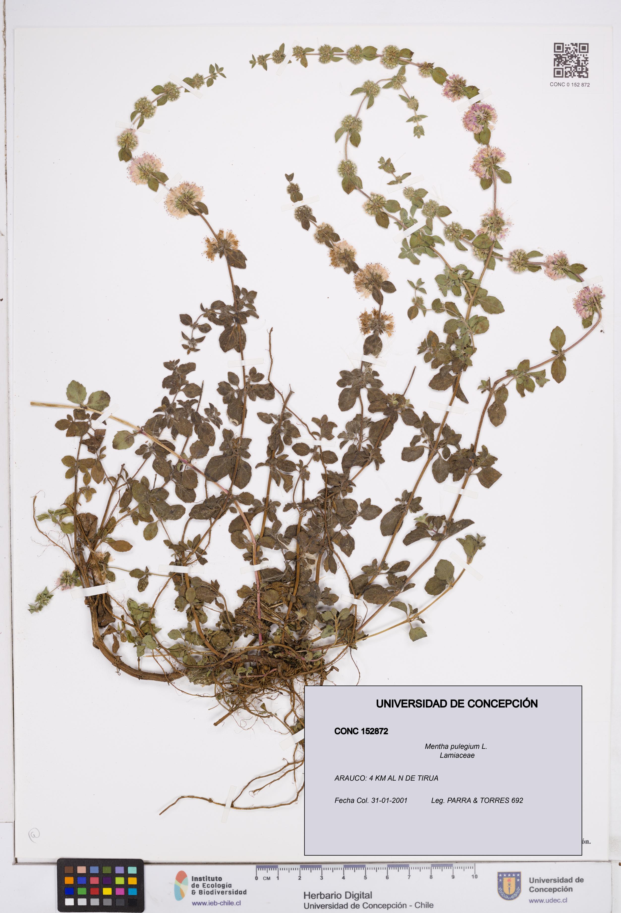 Mentha pulegium [Espécimen: ]