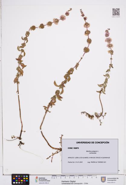 Mentha pulegium [Espécimen: ]