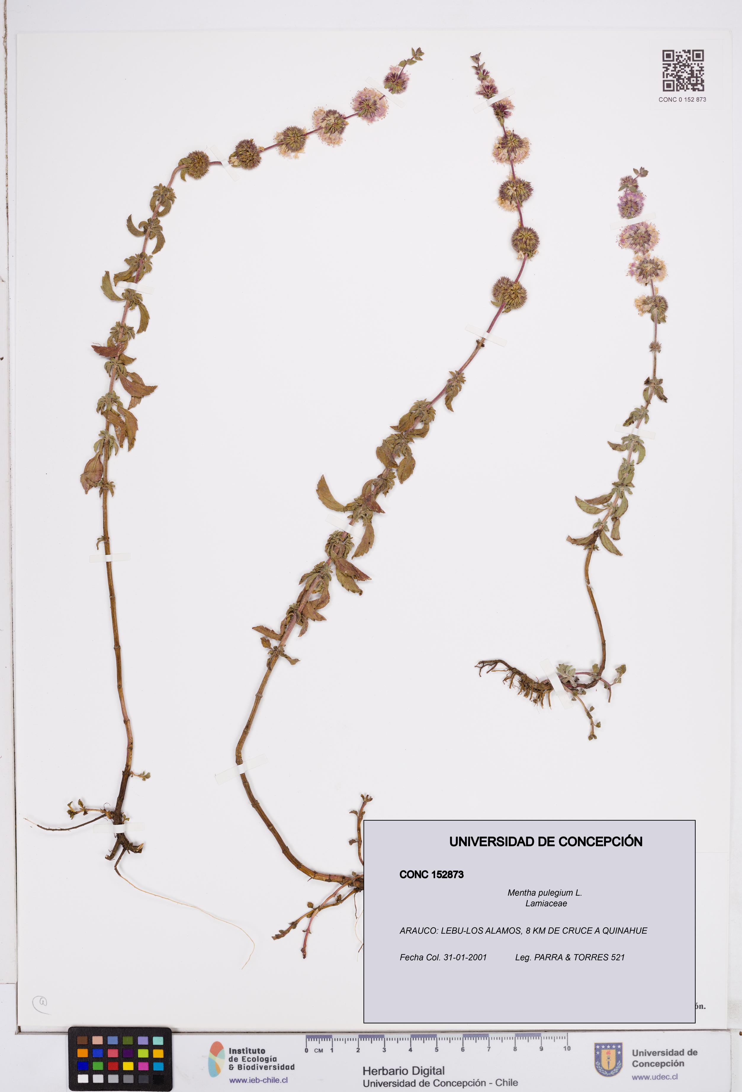Mentha pulegium [Espécimen: ]