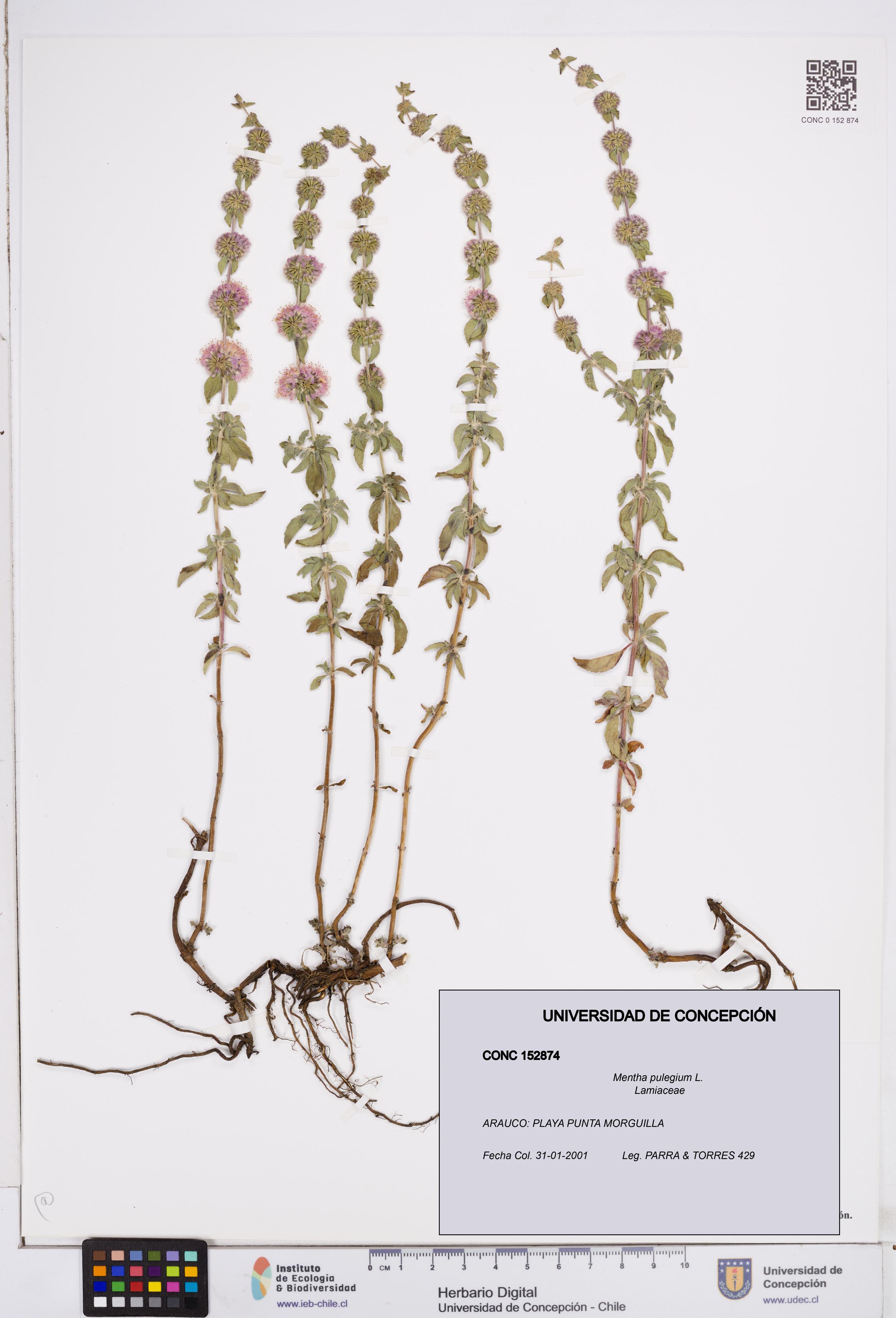 Mentha pulegium [Espécimen: ]
