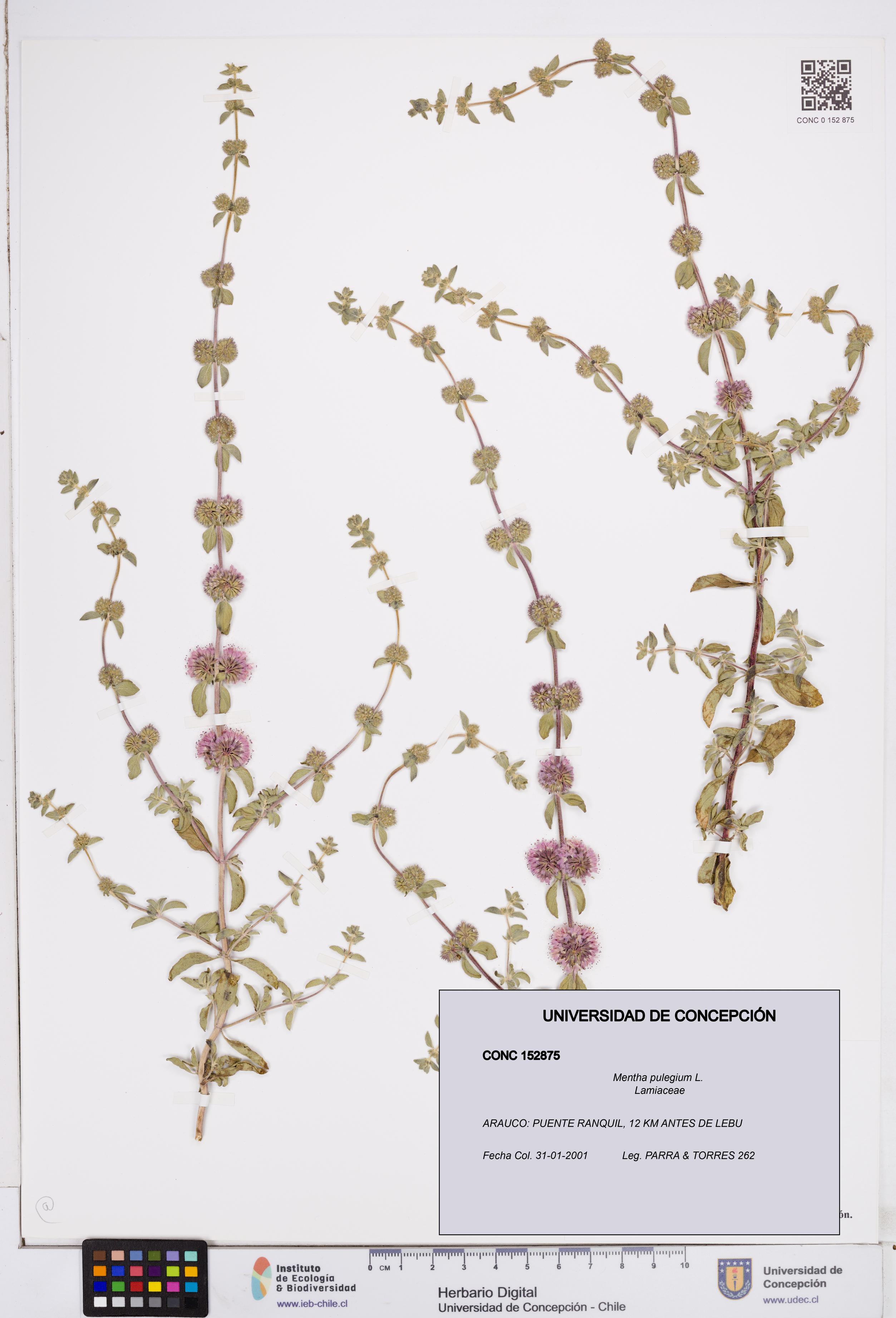 Mentha pulegium [Espécimen: ]