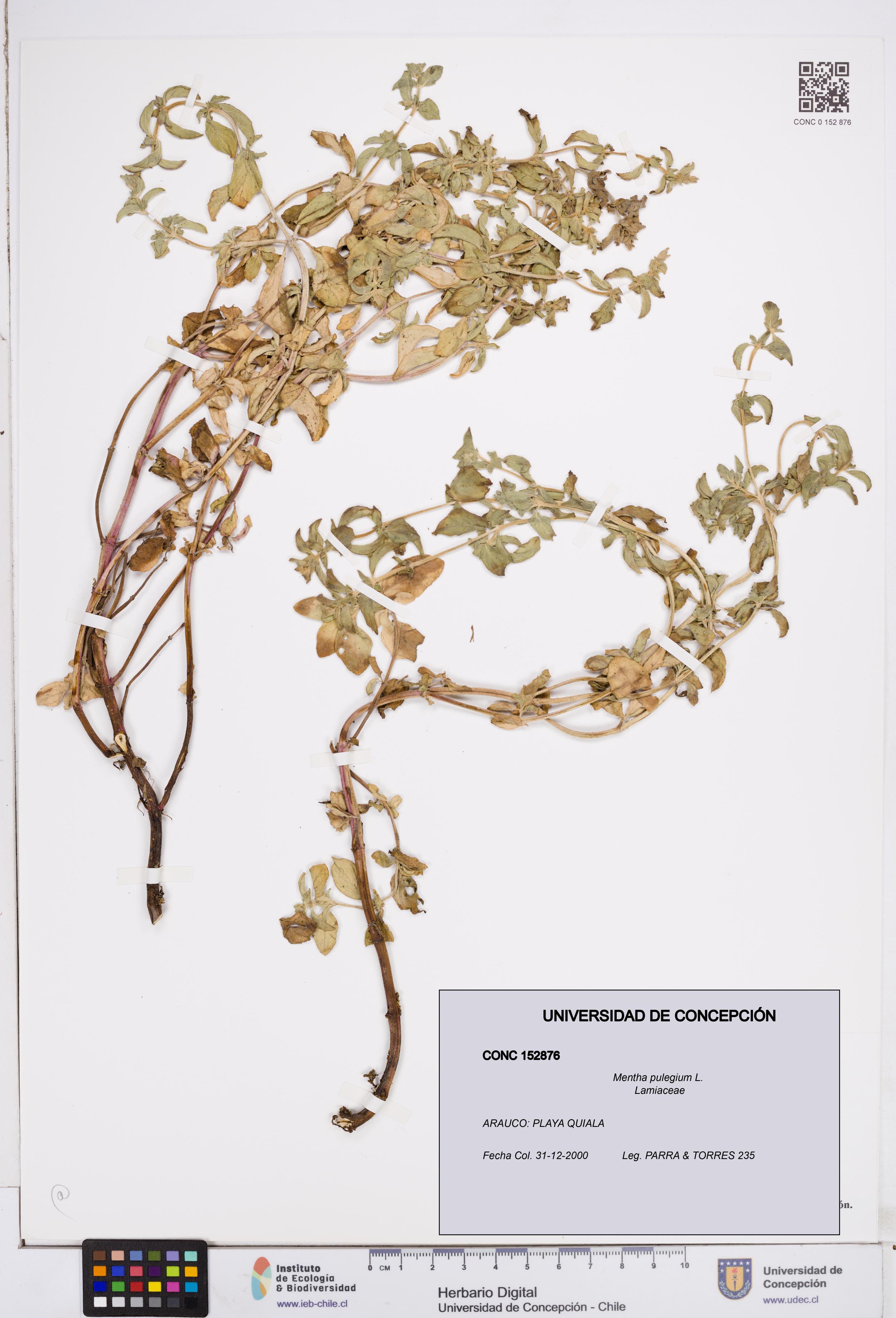 Mentha pulegium [Espécimen: ]
