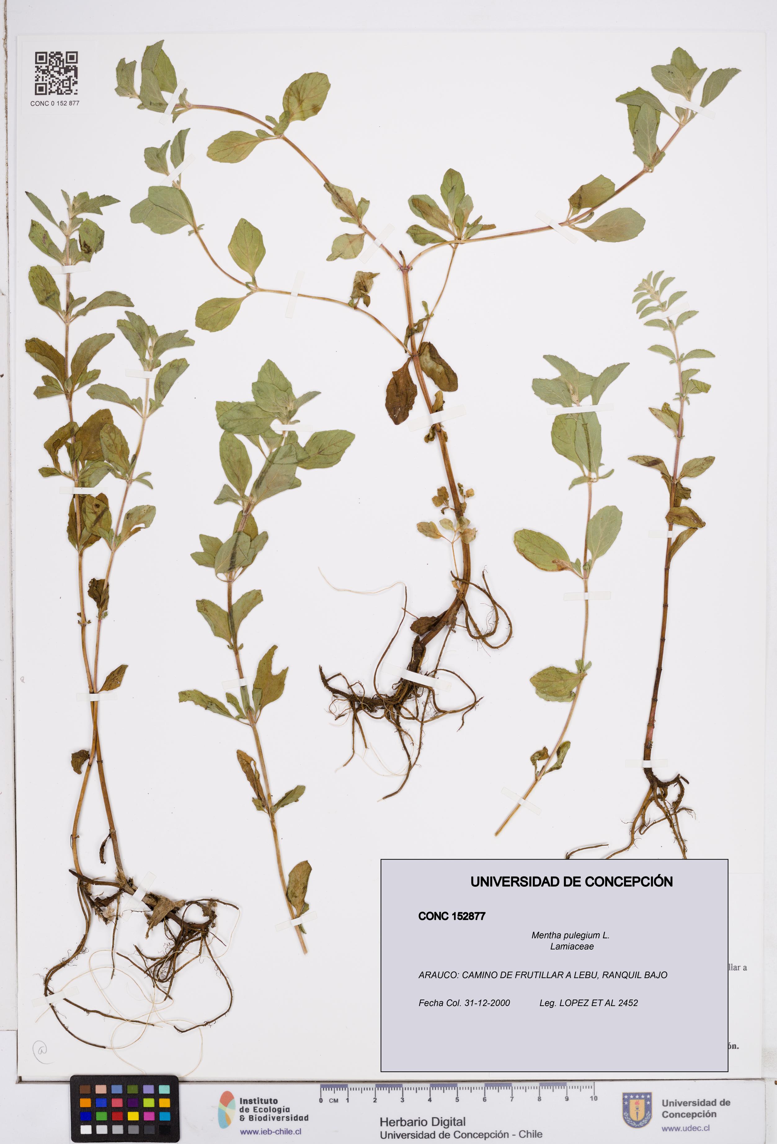 Mentha pulegium [Espécimen: ]