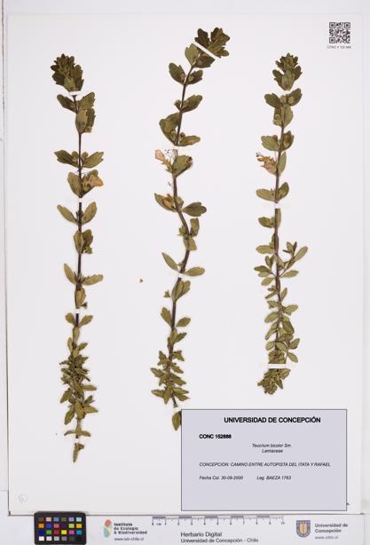 Teucrium bicolor [Espécimen: ]