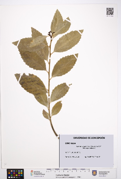 Laurelia sempervirens [Espécimen: UDEC:CONC:0153204]