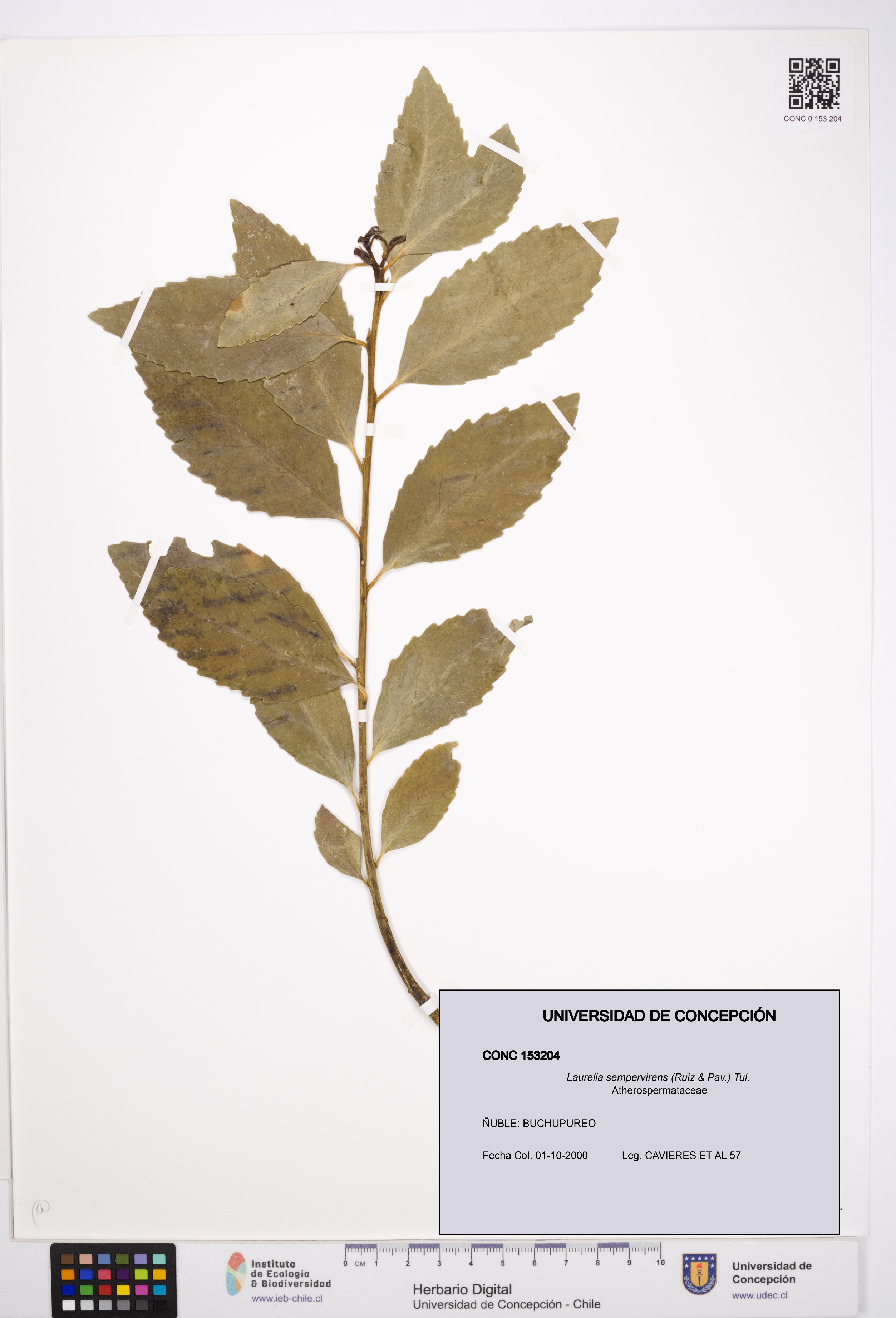 Laurelia sempervirens [Espécimen: UDEC:CONC:0153204]