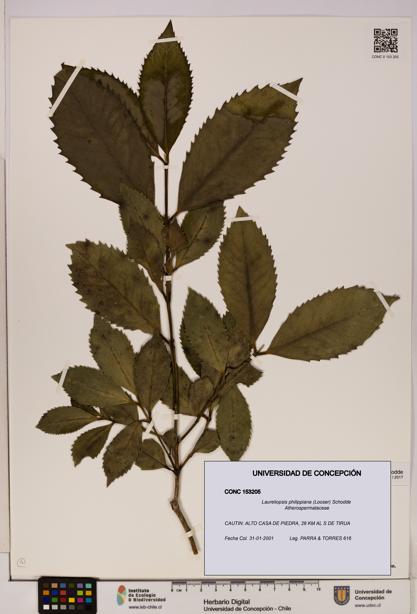 Laureliopsis philippiana [Espécimen: UDEC:CONC:0153205]