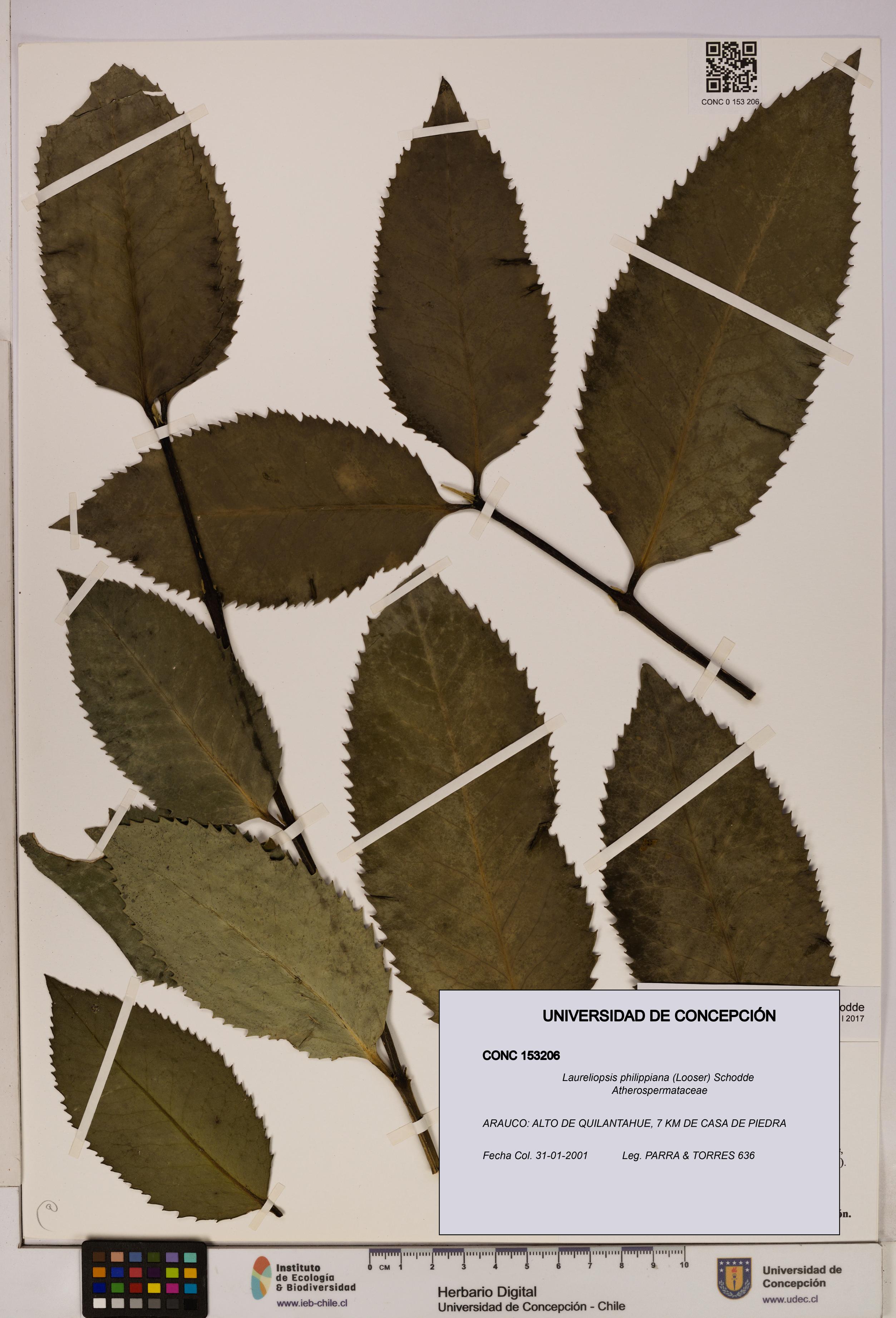 Laureliopsis philippiana [Espécimen: UDEC:CONC:0153206]