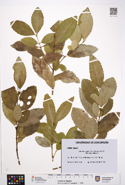 Laurelia sempervirens [Espécimen: UDEC:CONC:0153207]