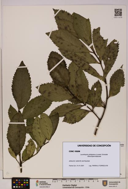 Laureliopsis philippiana [Espécimen: UDEC:CONC:0153208]