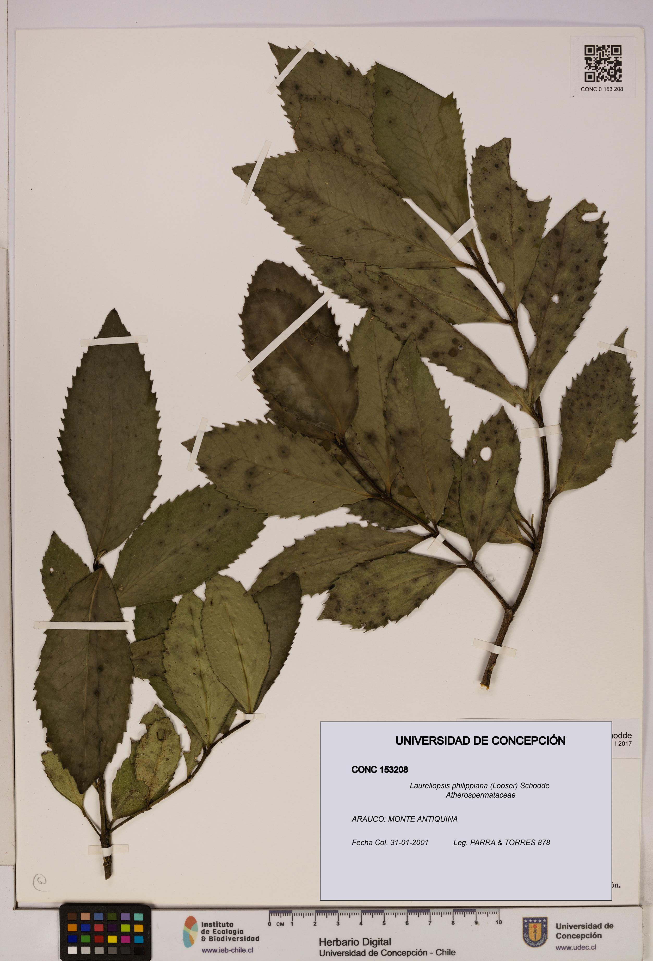 Laureliopsis philippiana [Espécimen: UDEC:CONC:0153208]