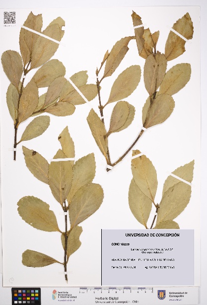 Laurelia sempervirens [Espécimen: UDEC:CONC:0153209]