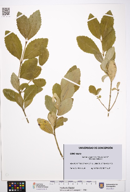 Laurelia sempervirens [Espécimen: UDEC:CONC:0153210]