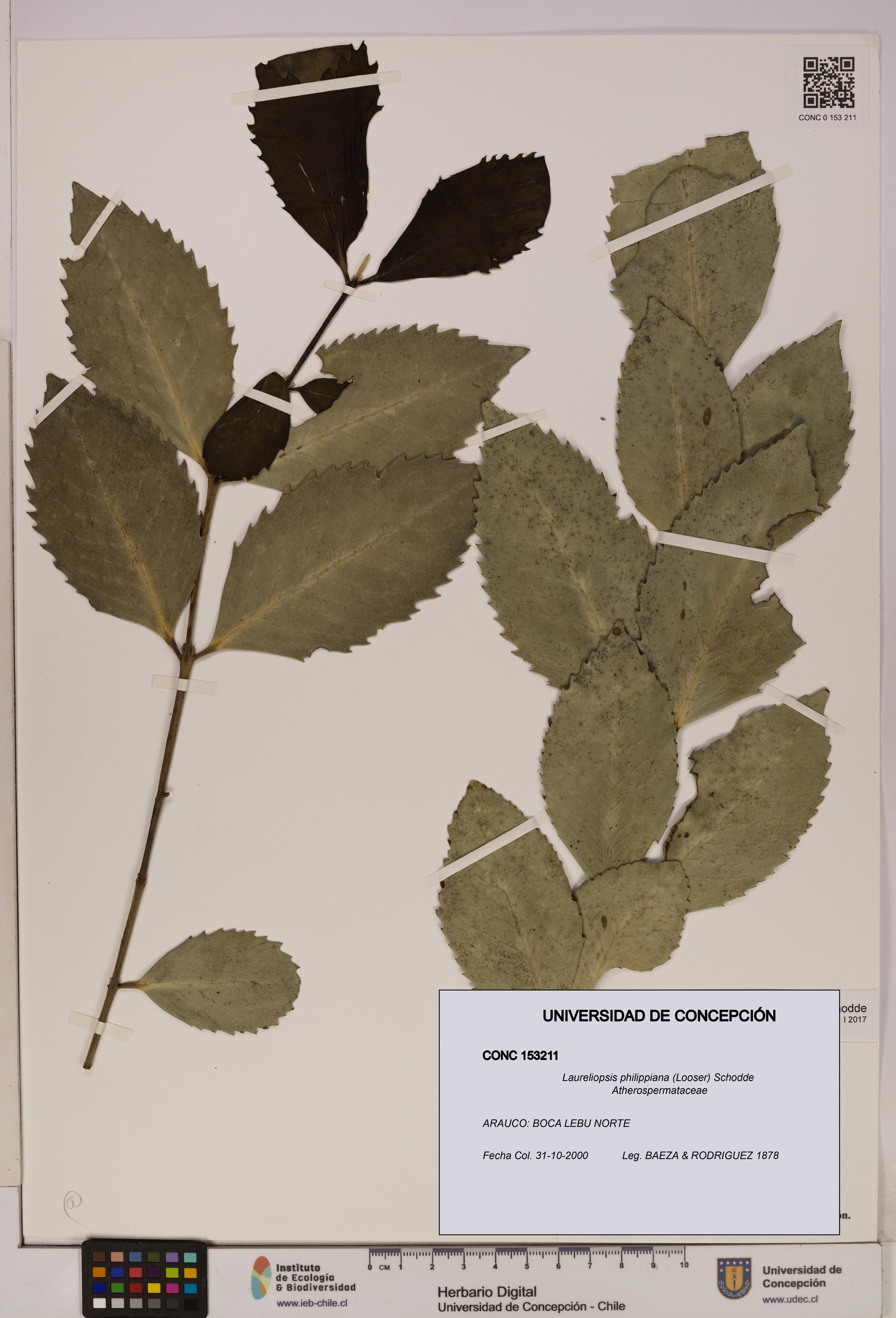 Laureliopsis philippiana [Espécimen: UDEC:CONC:0153211]