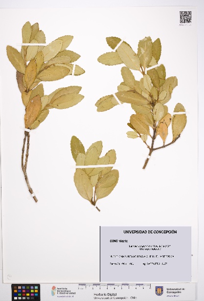 Laurelia sempervirens [Espécimen: UDEC:CONC:0153212]