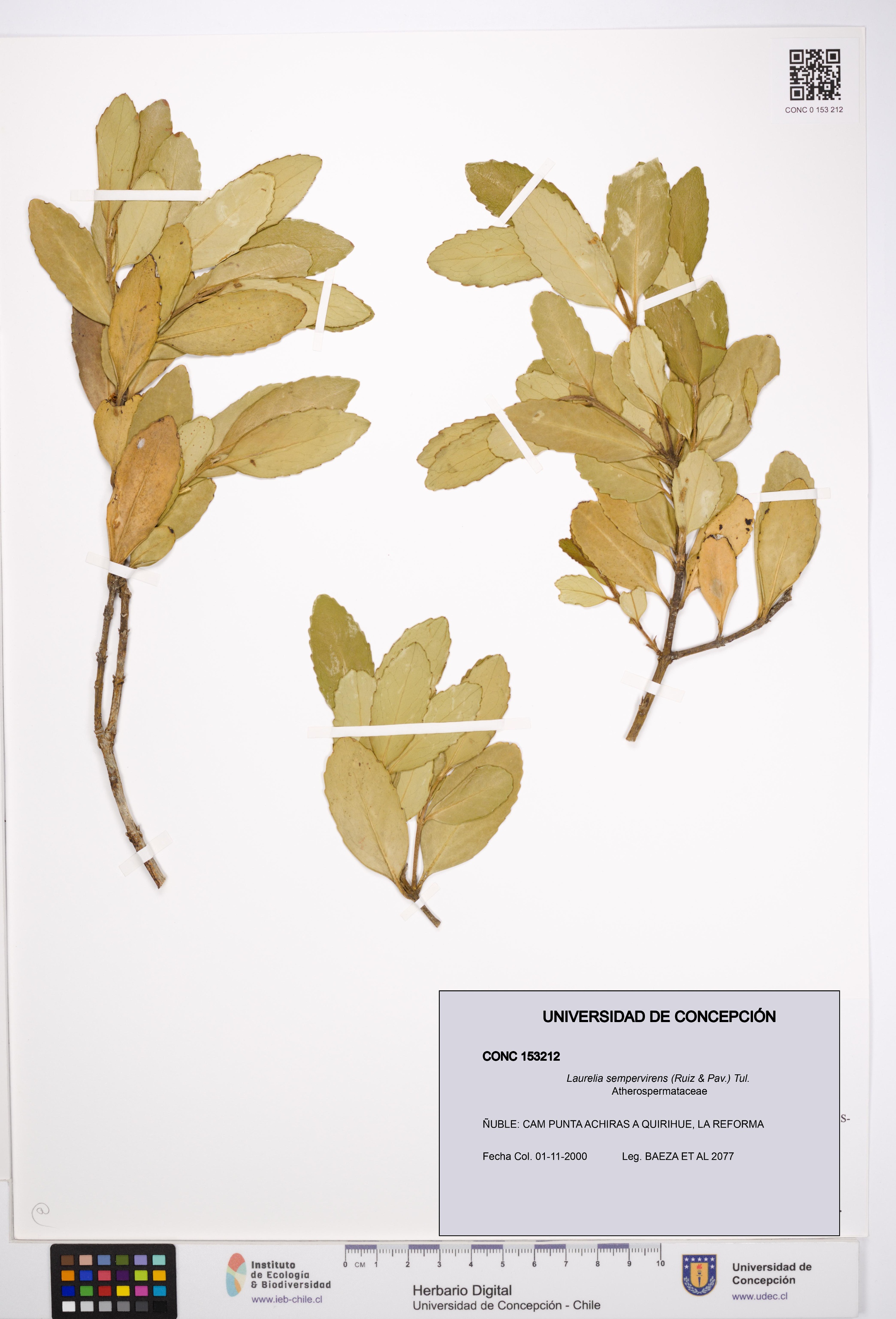 Laurelia sempervirens [Espécimen: UDEC:CONC:0153212]