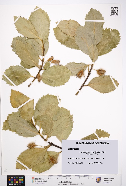 Laurelia sempervirens [Espécimen: UDEC:CONC:0153214]