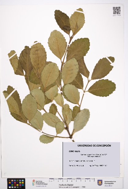 Laurelia sempervirens [Espécimen: UDEC:CONC:0153215]