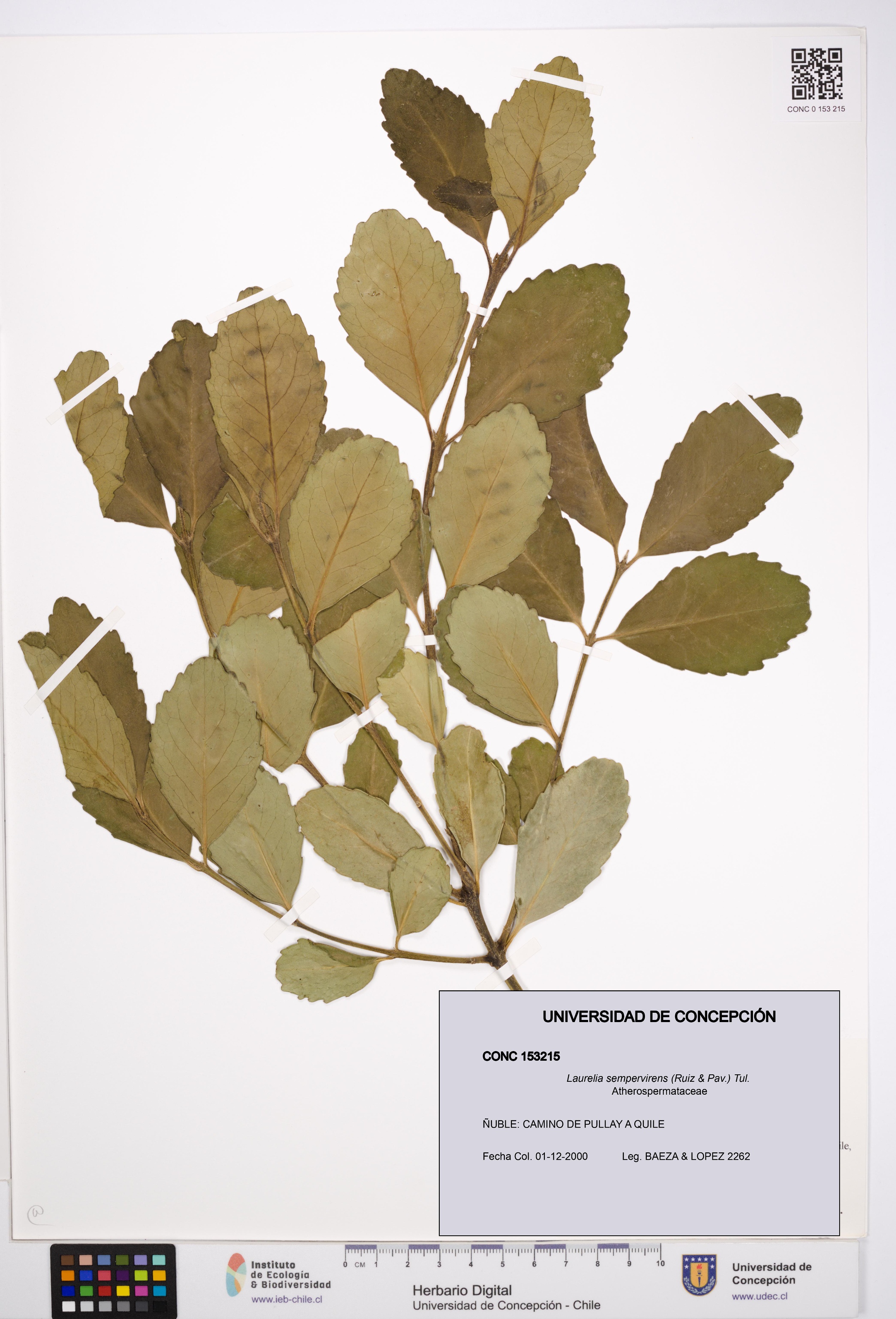 Laurelia sempervirens [Espécimen: UDEC:CONC:0153215]